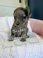 Beaker Blue Eye , a male Goldendoodle for sale in Haslet, TX – Photo 5 of 6