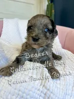 Beaker Blue Eye , a male Goldendoodle for sale in Haslet, TX – Photo 6 of 6