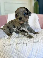 Beaker Blue Eye , a male Goldendoodle for sale in Haslet, TX – Photo 2 of 6