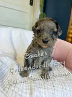 Beaker Blue Eye , a male Goldendoodle for sale in Haslet, TX – Photo 4 of 6