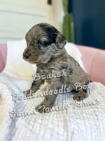 Beaker Blue Eye , a male Goldendoodle for sale in Haslet, TX – Photo 3 of 6