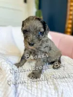 Beaker Blue Eye , a male Goldendoodle for sale in Haslet, TX – Photo 1 of 6