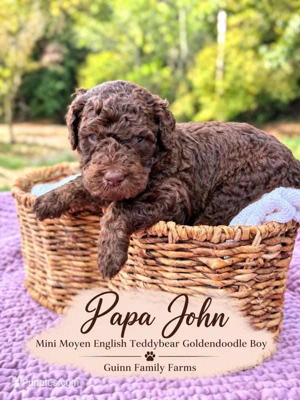 PaPa John Chocolate – English Goldendoodle, Miniature Goldendoodle puppy for sale in Haslet, TX