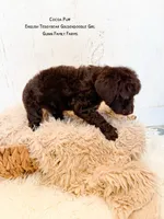 Coco Puff English Teddybear , a female Goldendoodle and English Goldendoodle for sale in Haslet, TX – 4 of 8