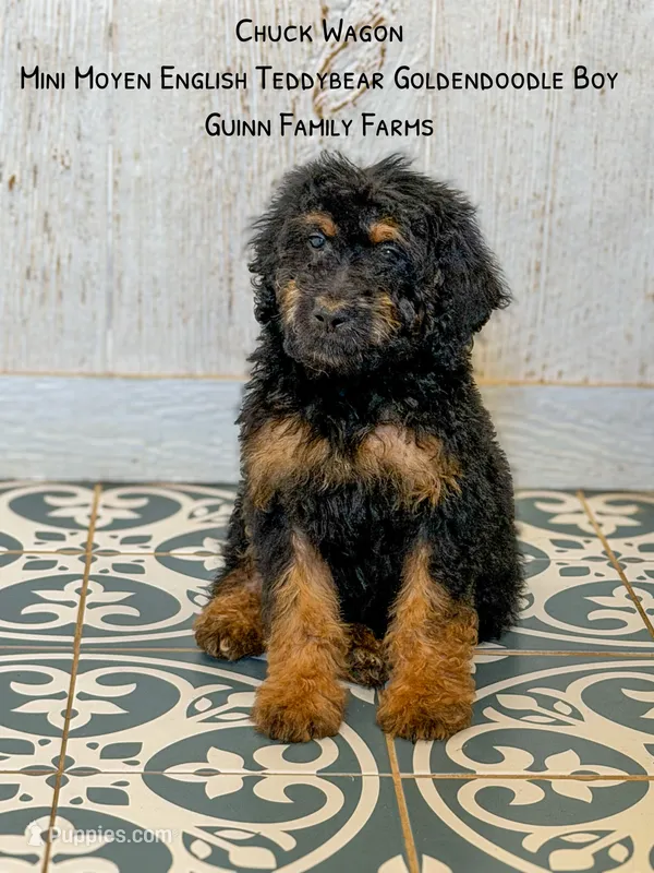 Chuck Wagon – Goldendoodle puppy for sale in Haslet, TX