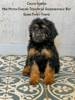 Chuck Wagon, a male Goldendoodle for sale in Haslet, TX – 1 of 9