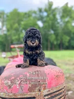 Drill Bit, a male Miniature Bernedoodle for sale in Haslet, TX – 3 of 5