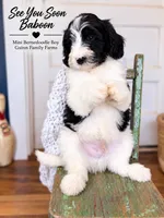 See You Soon Baboon, a female Bernedoodle and Miniature Bernedoodle for sale in Haslet, TX – 8 of 9