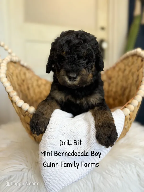 Drill Bit  – Miniature Bernedoodle puppy for sale in Haslet, TX