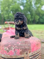 Drill Bit, a male Miniature Bernedoodle for sale in Haslet, TX – 4 of 5