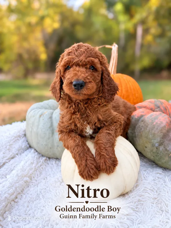 Nitro – Goldendoodle puppy for sale in Haslet, TX