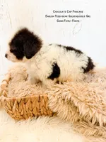 Chocolate Chip Pancake , a female Goldendoodle and English Goldendoodle for sale in Haslet, TX – 3 of 8