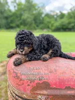 Drill Bit, a male Miniature Bernedoodle for sale in Haslet, TX – 2 of 5