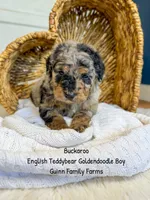 Buckaroo, a male Goldendoodle for sale in Haslet, TX – 2 of 4