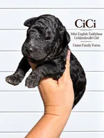 CiCi Phantom, a female English Goldendoodle and Miniature Goldendoodle for sale in Haslet, TX – 2 of 6