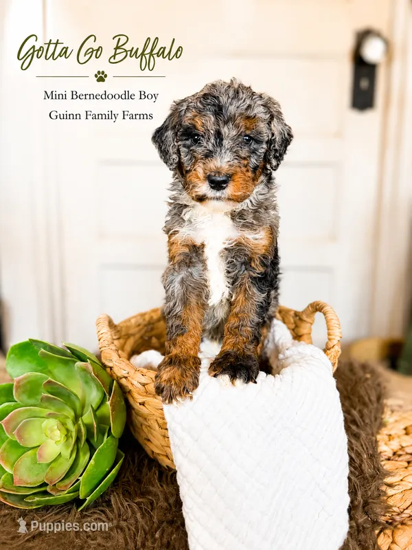 Gotta Go Buffalo – Bernedoodle, Miniature Bernedoodle puppy for sale in Haslet, TX