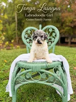 Tonya Lasagna Merle Parti, a female Labradoodle for sale in Haslet, TX – 4 of 5