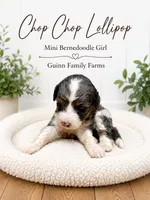 Chop Chop Lollipop , a female Bernedoodle and Miniature Bernedoodle for sale in Haslet, TX – 3 of 3
