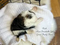Rivet, a male Miniature Bernedoodle for sale in Haslet, TX – 3 of 6
