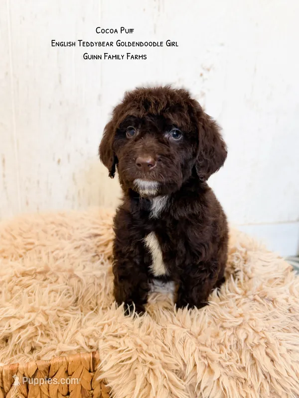 Coco Puff English Teddybear  – Goldendoodle, English Goldendoodle puppy for sale in Haslet, TX