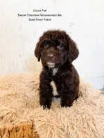 Coco Puff English Teddybear , a female Goldendoodle and English Goldendoodle for sale in Haslet, TX – 1 of 8