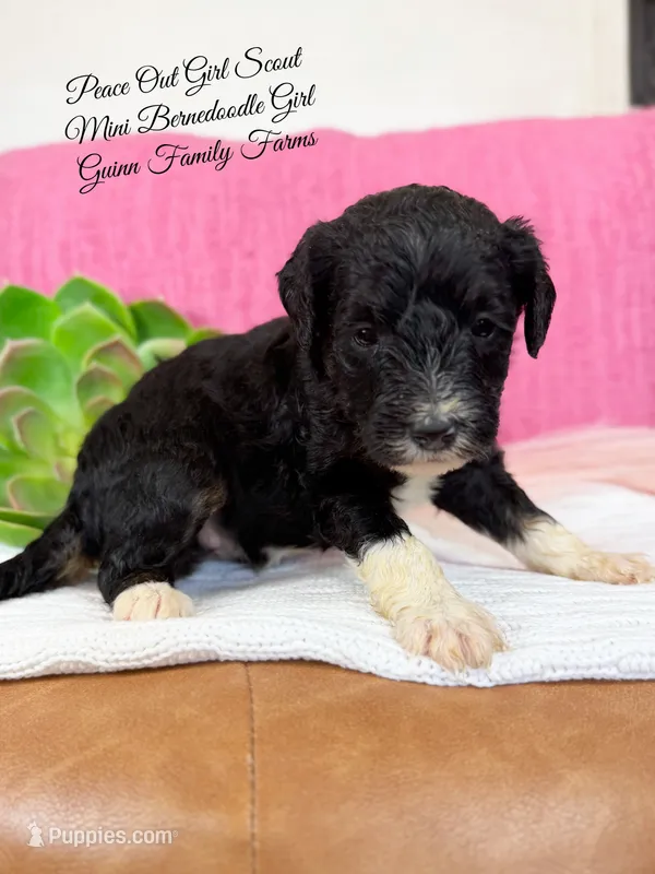 Peace Out Girl Scout  – Bernedoodle, Miniature Bernedoodle puppy for sale in Haslet, TX