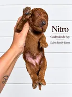 Nitro, a female Goldendoodle for sale in Haslet, TX – 4 of 4