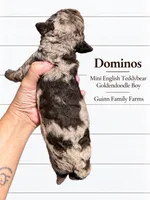 Dominos Merle , a male English Goldendoodle and Miniature Goldendoodle for sale in Haslet, TX – 3 of 4