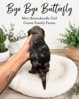 Bye Bye Butterfly, a female Bernedoodle and Miniature Bernedoodle for sale in Haslet, TX – 4 of 4