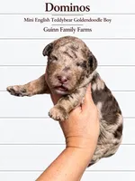Dominos Merle , a male English Goldendoodle and Miniature Goldendoodle for sale in Haslet, TX – 4 of 4