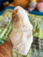 Rosita English Teddybear , a female Goldendoodle and English Goldendoodle for sale in Haslet, TX – Photo 4 of 4