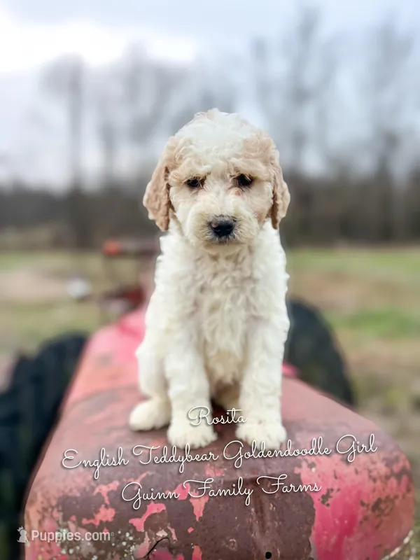 Rosita English Teddybear  – Goldendoodle, English Goldendoodle puppy for sale in Haslet, TX