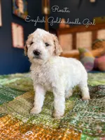 Rosita English Teddybear , a female Goldendoodle and English Goldendoodle for sale in Haslet, TX – Photo 3 of 4