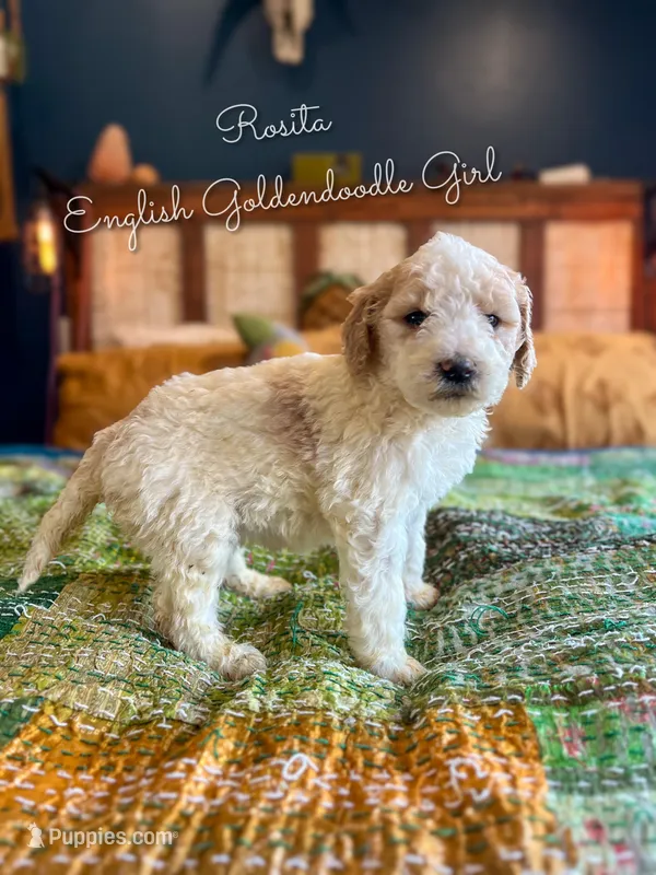 Rosita English Teddybear , a female Goldendoodle and English Goldendoodle for sale in Haslet, TX – Photo 1 of 4