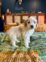 Rosita English Teddybear , a female Goldendoodle and English Goldendoodle for sale in Haslet, TX – Photo 1 of 4