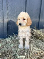 Matilda Mae English, a female Goldendoodle for sale in Haslet, TX – Photo 4 of 9