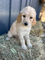 Matilda Mae English, a female Goldendoodle for sale in Haslet, TX – Photo 3 of 9