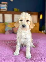 Matilda Mae English, a female Goldendoodle for sale in Haslet, TX – Photo 6 of 9