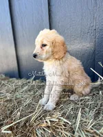 Matilda Mae English, a female Goldendoodle for sale in Haslet, TX – Photo 5 of 9