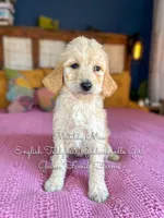 Matilda Mae English, a female Goldendoodle for sale in Haslet, TX – Photo 7 of 9