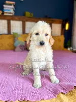 Matilda Mae English, a female Goldendoodle for sale in Haslet, TX – Photo 8 of 9