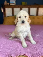 Matilda Mae English, a female Goldendoodle for sale in Haslet, TX – Photo 9 of 9
