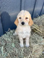 Matilda Mae English, a female Goldendoodle for sale in Haslet, TX – Photo 2 of 9