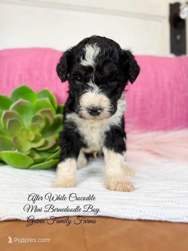 After While Crocodile  – Bernedoodle, Miniature Bernedoodle puppy for sale in Haslet, TX
