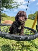 Chocolate Cocoa Puff, a female Goldendoodle and English Goldendoodle for sale in Haslet, TX – 1 of 7