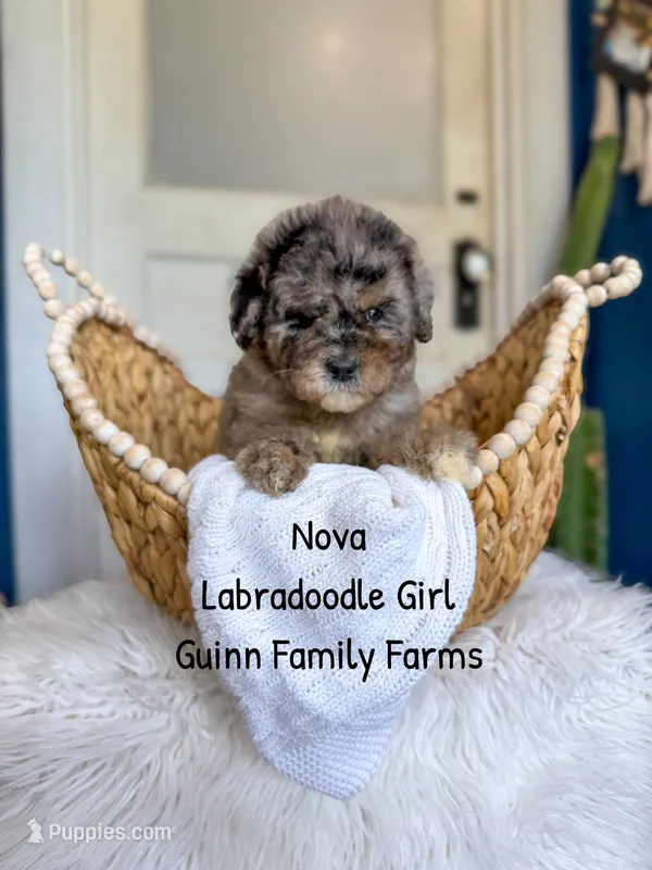 Nova Merle – Labradoodle puppy for sale in Haslet, TX