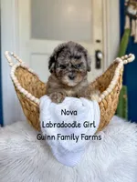 Nova Merle, a female Labradoodle for sale in Haslet, TX – 1 of 8