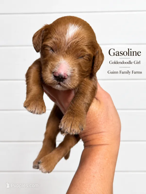 Gasoline  – Goldendoodle puppy for sale in Haslet, TX