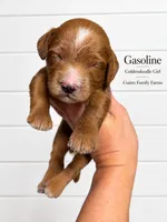 Gasoline , a female Goldendoodle for sale in Haslet, TX – 1 of 4