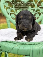 Timmy Two Slices Phantom, a male Labradoodle for sale in Haslet, TX – 4 of 5